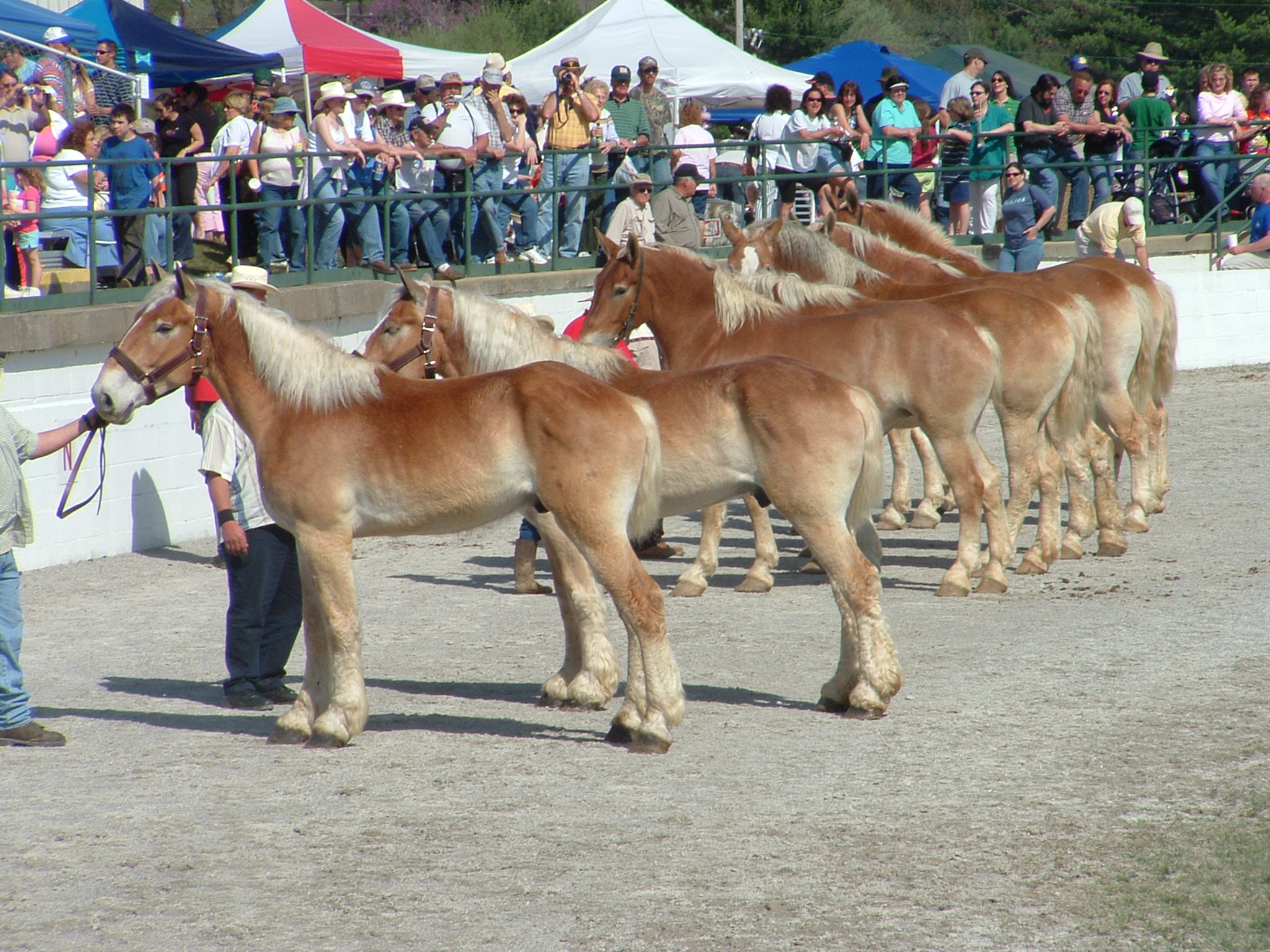 pepper_blog_mule_day_in_columbia_tn.jpg