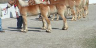 pepper_blog_mule_day_in_columbia_tn.jpg
